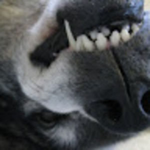 Meet your Posher, Bridget